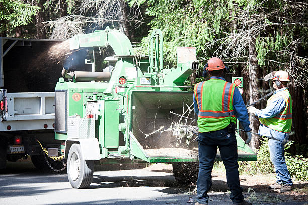 Best Tree and Shrub Care  in USA